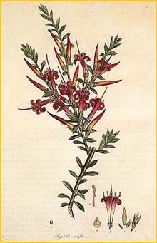   ( Styphelia tubiflora ) from: 'A Specimen of the Botany of New Holland' artist: James Sowerby