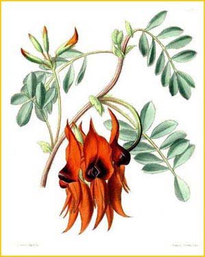   ( Swainsona formosa ) Paxton's Flower Garden  1850-51 artist: L. Constans 