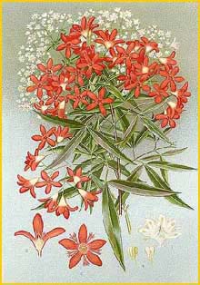    ( Ceratopetalum gummiferum ) "The Flowering Plants and Ferns of New South Wales" J. H. Maiden artist: Edward Minchen 