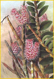   ( Dendrobium smillieae ) from: the collection of the Queensland Museum artist: Elis Rowan 