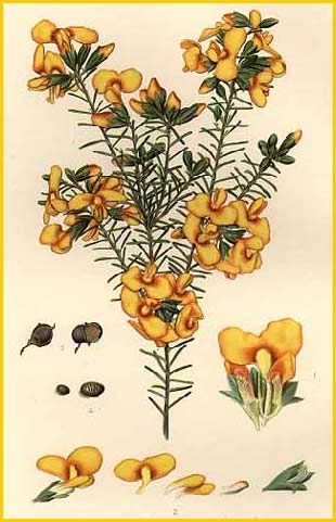   ( Dillwynia retorta ) "The Flowering Plants and Ferns of New South Wales" J. H. Maiden artist: Edward Minchen