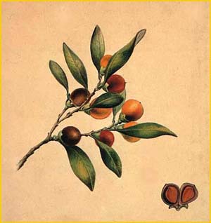   ( Diospyrs australis ) artist: Helena Scott (Forde) 1861 