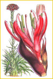   ( Doryanthes excelsa ) from: 'Gatherings of a Naturalist in Australasia' (1860) artist: W.H.Fitch 