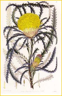   ( Dryandra longifolia ) From 'Flora Australasica' published by Robert Sweet in 1827-28 artist: Edwin Dalton Smith 