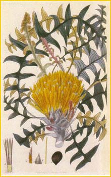   ( Dryandra nervosa ) From 'Flora Australasica' published by Robert Sweet in 1827-28 artist: Edwin Dalton Smith