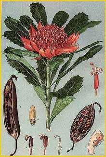   ( Telopea speciosissima ) "The Flowering Plants and Ferns of New South Wales" J. H. Maiden artist: Edward Minchen 