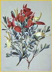    ( Templetonia retusa ) Illustration for: 'A Brief Sketch of South Australia and its Flora' (unpublished) artist: Rosa Fiveash 