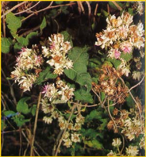   .   ( Vernonia hymenolepis ssp. meridionalis )
