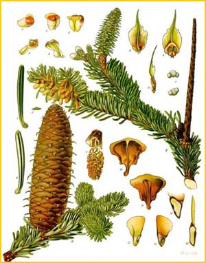   ( Abies alba ) from K&#246;hler's Medizinal-Pflanzen Illustration by Gustav Pabst