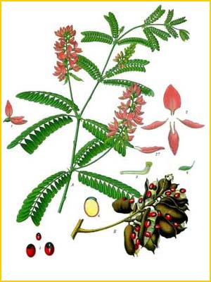  ( Abrus precatorius ) from Kohler's Medizinal-Pflanzen Illustration by Gustav Pabst