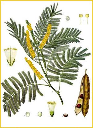   ( cacia catechu ) from K&#246;hler's Medizinal-Pflanzen Illustration by Gustav Pabst