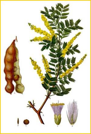   ( Acacia senegal ) from K&#246;hler's Medizinal-Pflanzen Illustration by Gustav Pabst