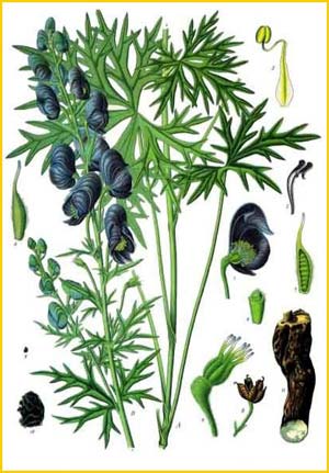  ( Aconitum ferox )  from K&#246;hler's Medizinal-Pflanzen Illustration by Gustav Pabst