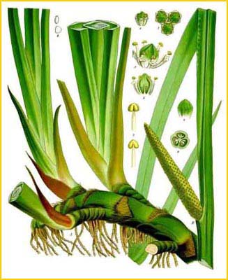   ( Acorus calamus ) from Khler's Medizinal-Pflanzen Illustration by Gustav Pabst