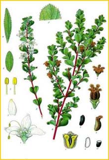   ( Agathosma / Barosma betulina ) from Kohler's Medizinal-Pflanzen Illustration by Gustav Pabst