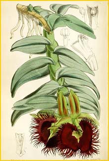   ( Epidendrum medusae )  Curtis's Botanical Magazine (1868) 