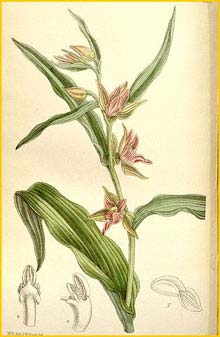   ( Epipactis gigantea ) Curtis's Botanical Magazine (1899)