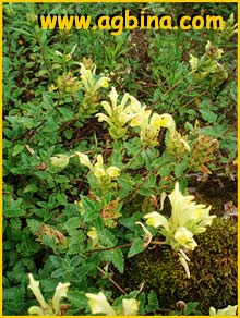   ( Scutellaria oreophylla )