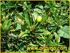   ( Sorbus chamaemespillus )