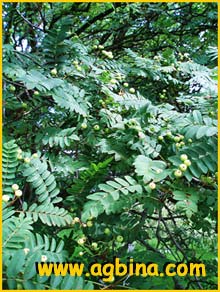   ( Sorbus microphylla )