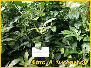   ( Chloranthus erectus ), 