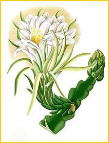   ( Cereus triangularis ) Flora de Filipinas 1880-1883 by Francisco Manuel Blanco