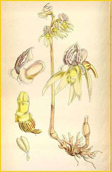   ( Epipogium aphyllum ) Curtis's Botanical Magazine (1854)