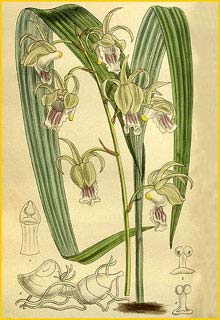  - ( Eulophia flavopurpurea ) Curtis's Botanical Magazine (1912)