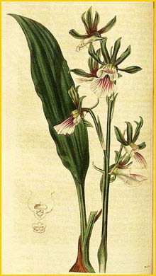   ( Eulophia guineensis ) Curtis's Botanical Magazine (1824)