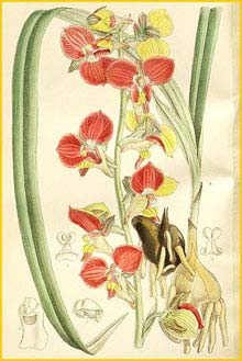   ( Eulophia orthoplectra ) Curtis's Botanical Magazine (1897)