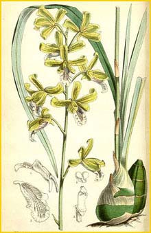   ( Eulophia pratensis ) Curtis's Botanical Magazine (1866)