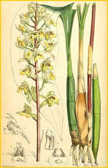   ( Eulophia pulchra ) Curtis's Botanical Magazine (1876)