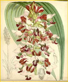  ( Eulophia rosea ) Curtis's Botanical Magazine (1865)