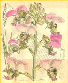   ( Eulophia rosea ) Curtis's Botanical Magazine 