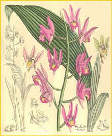   ( Eulophia spectabilis ) Curtis's Botanical Magazine (1906)