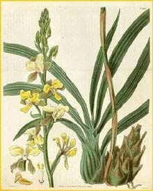   ( Eulophia streptopetala ) Curtis's Botanical Magazine (1829)