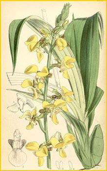  .  ( Eulophia streptopetala var. streptopetala ) Curtis's Botanical Magazine (1870)