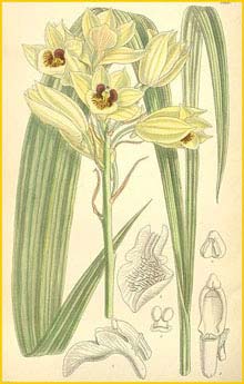   ( Eulophia zeyheri ) Curtis's Botanical Magazine 