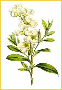 Экзохорда крупноцветковая ( Exochorda grandiflora ) by Charles Lemaire
