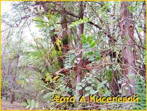   (Amorpha fruticosa) 