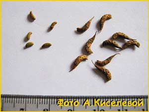   (Amorpha fruticosa) 