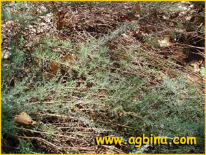   .  ( Artemisia caerulescens ssp. gallica )