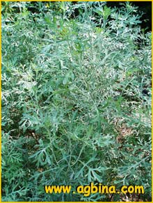   ( Artemisia gorgonum )