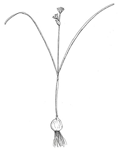   ( Allium monanthum )