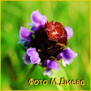   ( Prunella vulgaris )