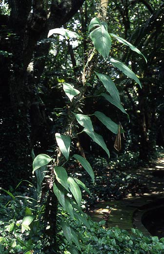   ( Epipremnum pinnatum )