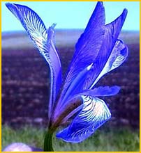   ( Iris biglumis )