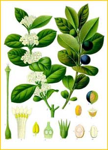   /  ( Acokanthera schimperi ) from Koehler's Medizinal-Pflanzen