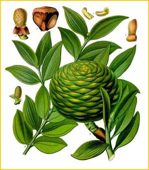   ( Agathis dammara ) from Koehler's Medizinal-Pflanzen