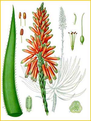   ( Aloe succotrina ) from Koehler's Medizinal-Pflanzen